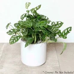 Indoor Plants><noscript><img width=
