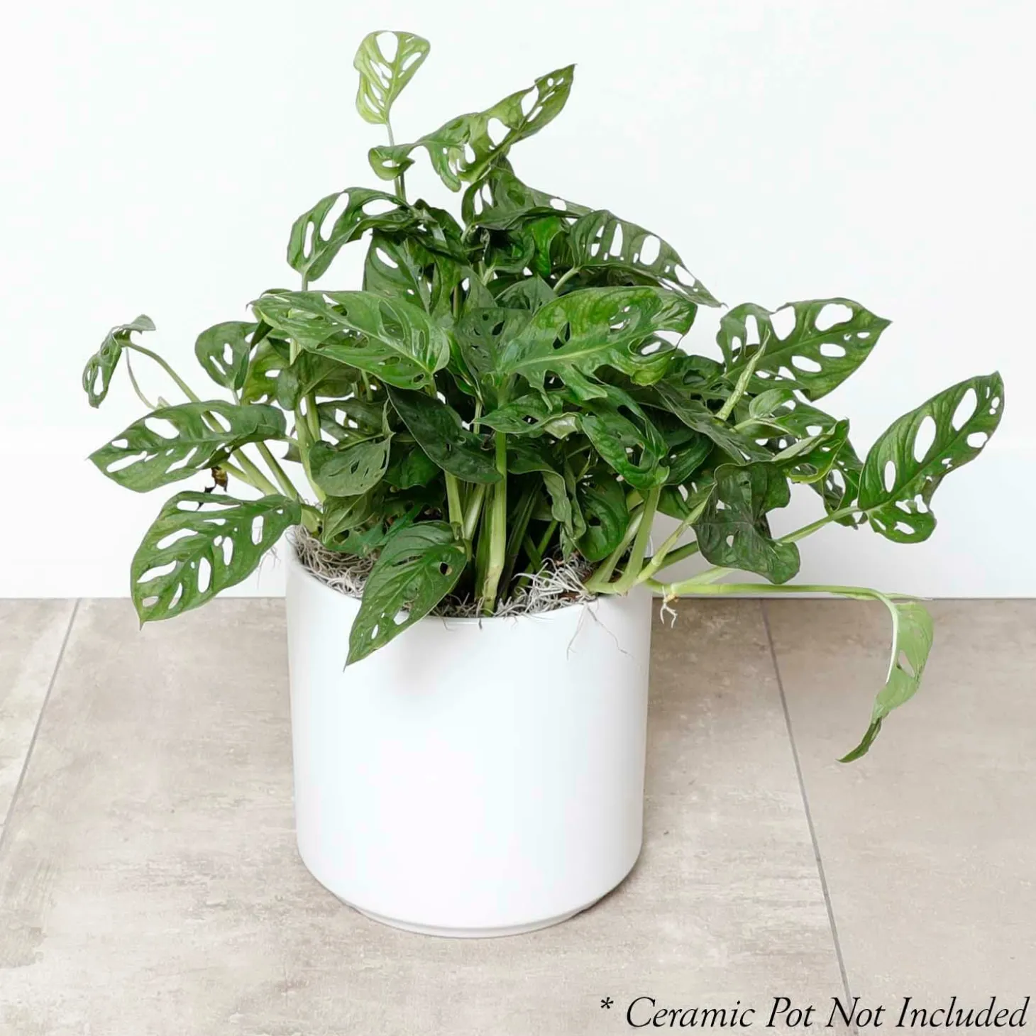 Indoor Plants>Roger's Gardens Swiss Cheese Plant - Monstera Adansonii - 8" Pot