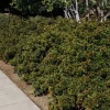 Landscape Plants>Roger's Gardens Syzygium Globulus - Brush Cherry - 5 Gallon