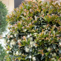 Landscape Plants>Roger's Gardens Syzygium 'Monterey Bay' - Monterey Bay Brush Cherry - 15 Gallon