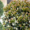Landscape Plants>Roger's Gardens Syzygium 'Monterey Bay' - Monterey Bay Brush Cherry - 5 Gallon
