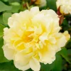 Roses>Roger's Gardens Topaz Jewel - 5 Gallon
