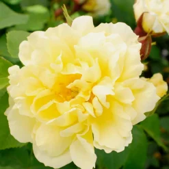 Roses>Roger's Gardens Topaz Jewel - 5 Gallon