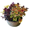 Original Design Arrangements>Roger's Gardens Traditional Fall Color In Medium Redstone Bowl