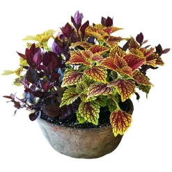 Original Design Arrangements>Roger's Gardens Traditional Fall Color In Medium Redstone Bowl