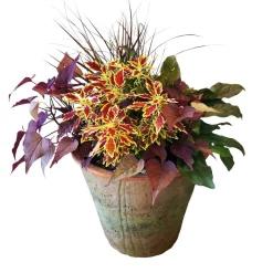 Outdoor Planted Containers>Roger's Gardens Traditional Fall Color In Redstone Flare Pot