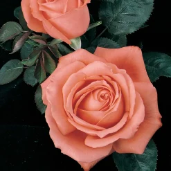 Roses>Roger's Gardens Tropicana - 5 Gallon