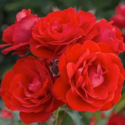 Roses>Roger's Gardens Trumpeter - 5 Gallon