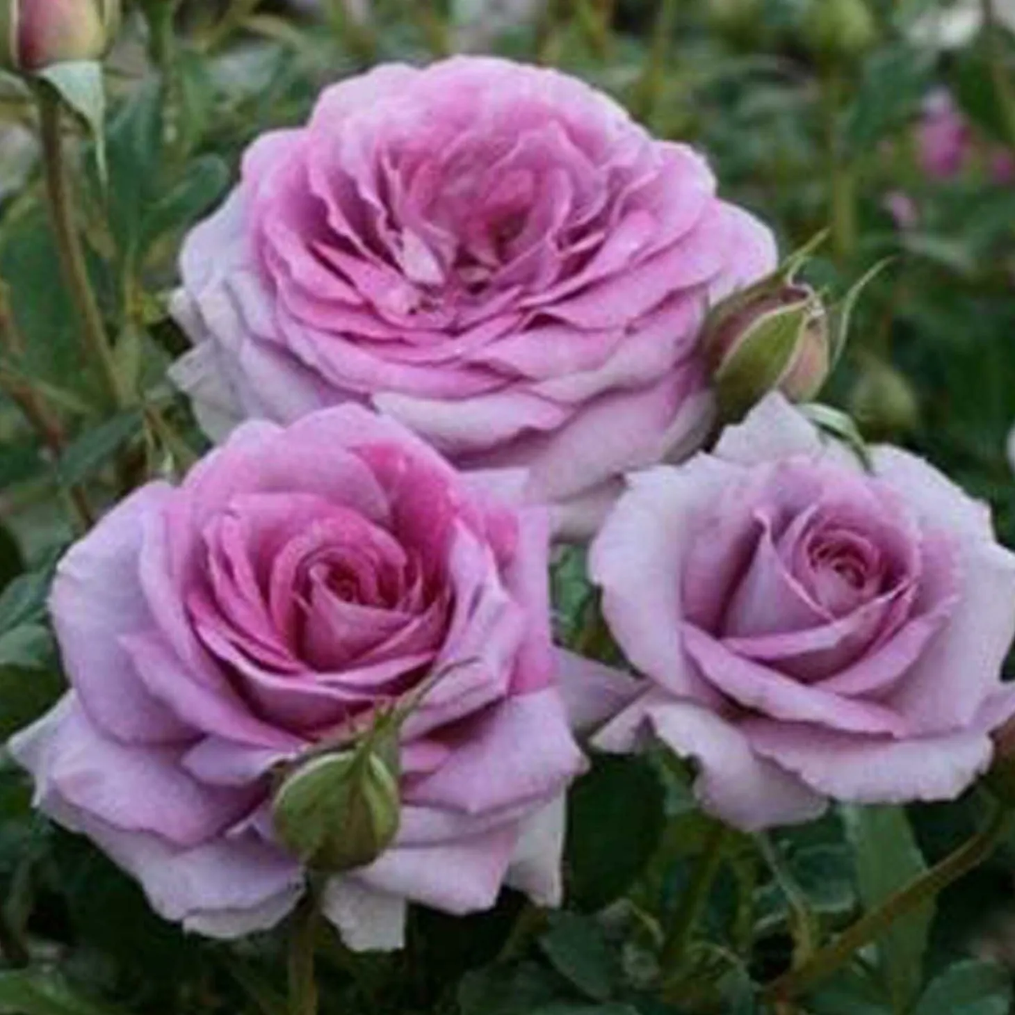 Roses>Roger's Gardens Violets Pride - 36" Tree - 5 Gallon