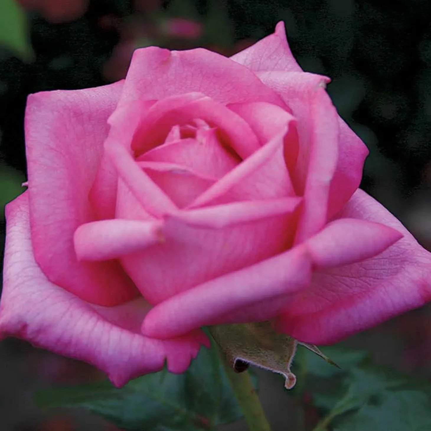 Roses>Roger's Gardens Wedding Bells Eleganza - 5 Gallon