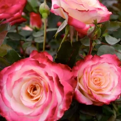 Roses>Roger's Gardens White Lies - 5 Gallon
