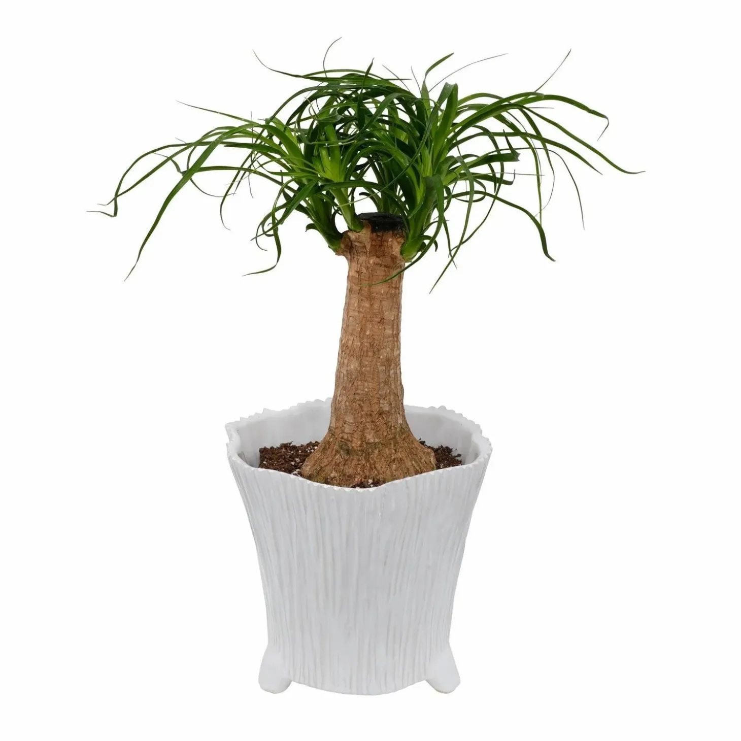 Pottery + Planters + Containers>Roger's Gardens White Mellie Pot - 7" Tall