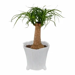 Decor Accents><noscript><img width=