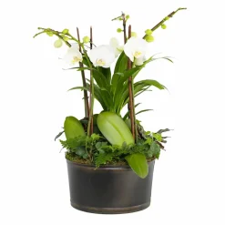 Indoor Planted Arrangements>Roger's Gardens White Orchids In Large Black And Copper Low Tin