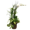 Original Design Arrangements>Roger's Gardens White Phalaenopsis In Large Grapevine Basket